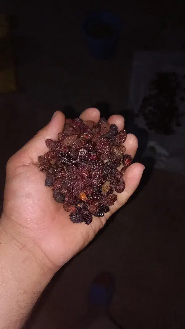 پودر زغال وزغال اخته با هسته فروش عمده|خوردنی و آشامیدنی|سیه رود, |دیوار