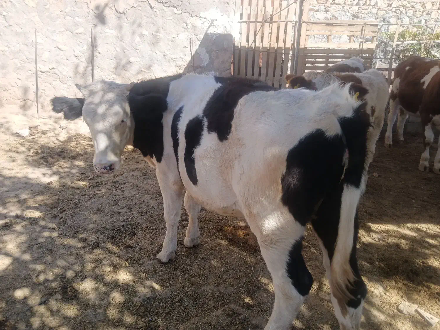 گاو تلیسه|حیوانات مزرعه|هندمینی, |دیوار