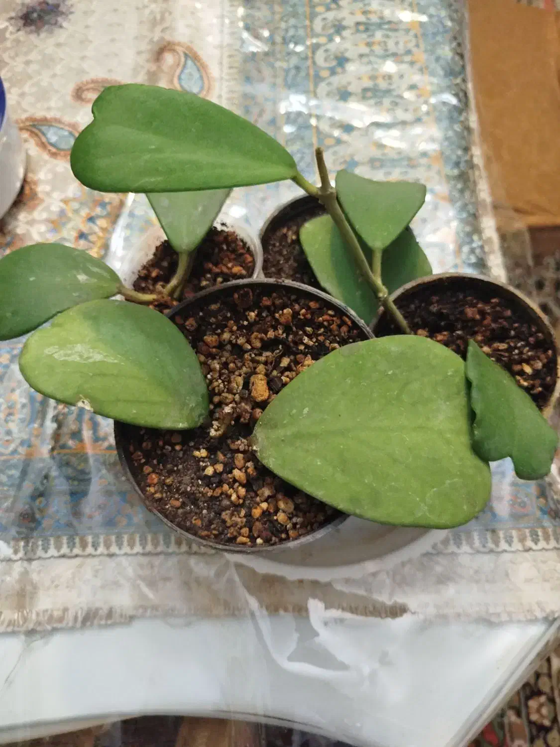 هویای قلبی و هویای کروهنیانا.انار.نارنگی لیمو ترش|گل و گیاه طبیعی|تبریز, |دیوار