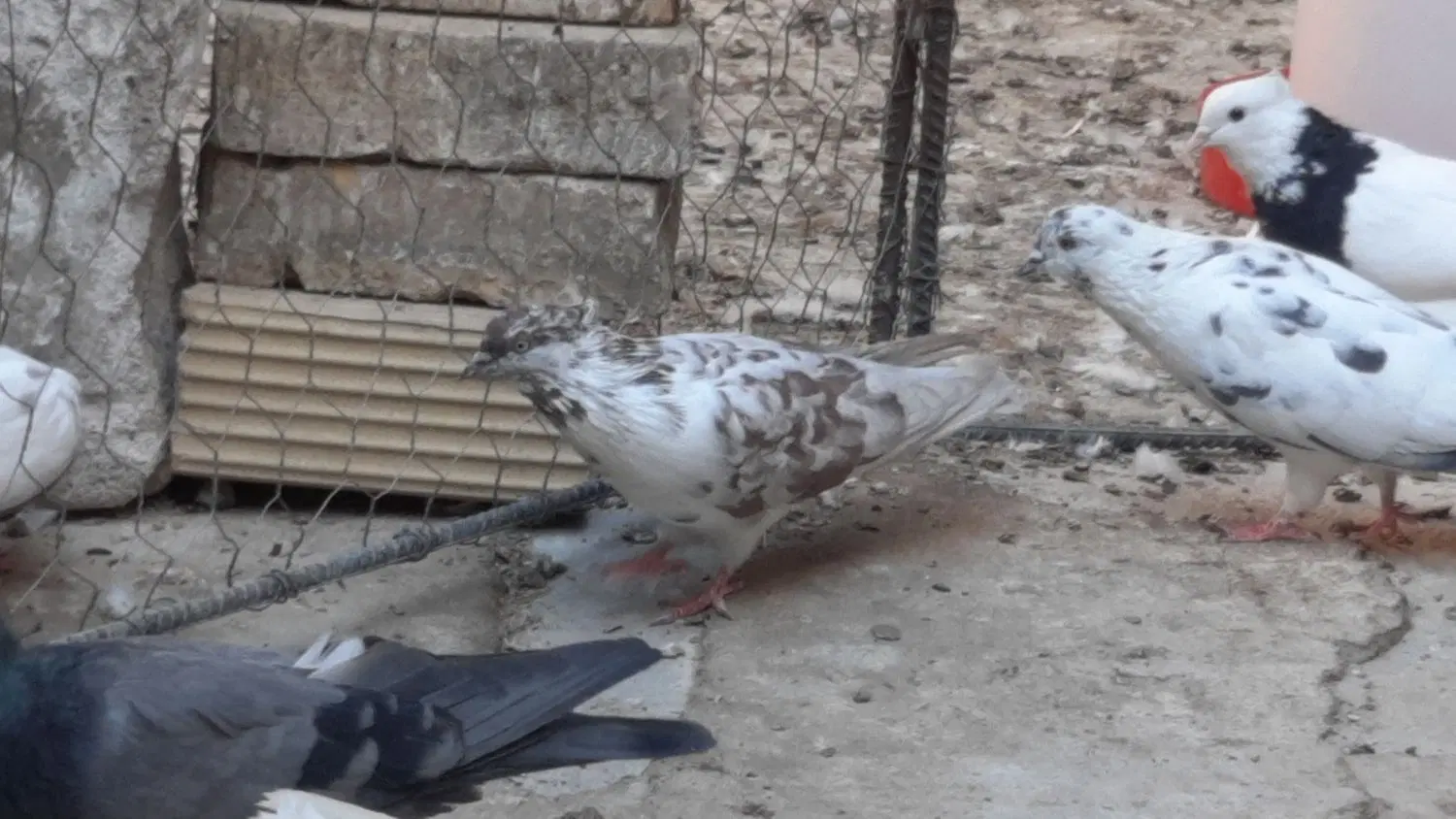 گرگی|پرنده|اردکان, |دیوار