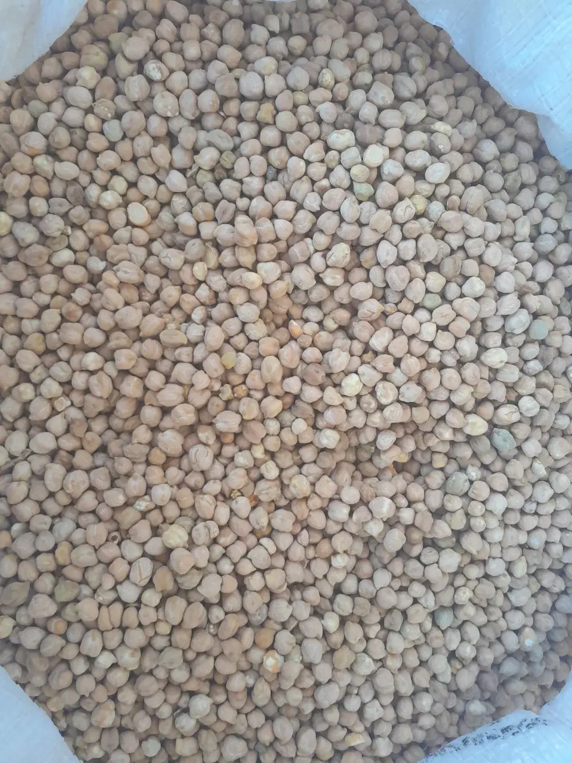 نخودآبگوشتی|عمده‌فروشی|دره شهر, |دیوار