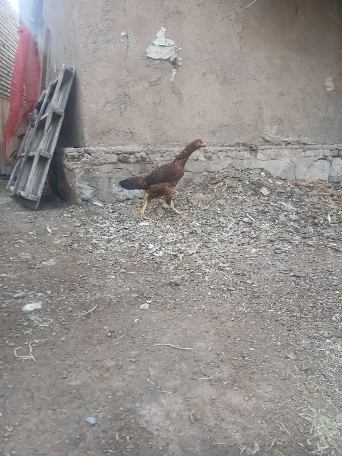 مرغ. لاری اصیل|حیوانات مزرعه|مرند, |دیوار