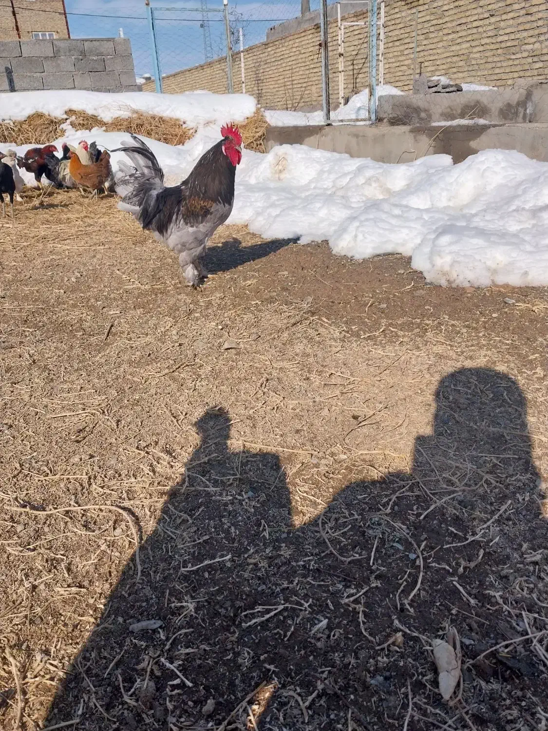 خروس|حیوانات مزرعه|فریمان, |دیوار