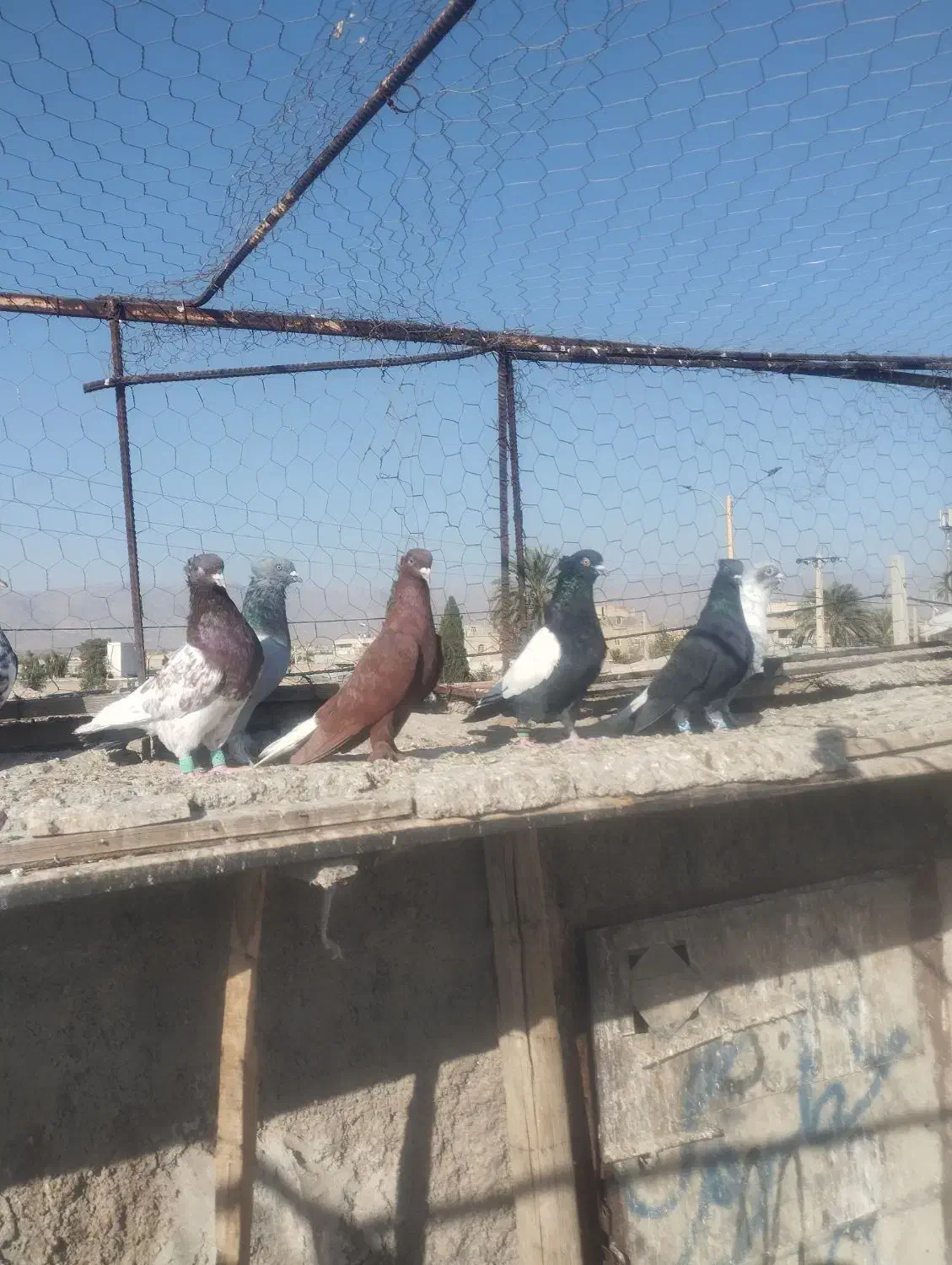 کبوتر.کفتر رنگی|پرنده|فسا, |دیوار