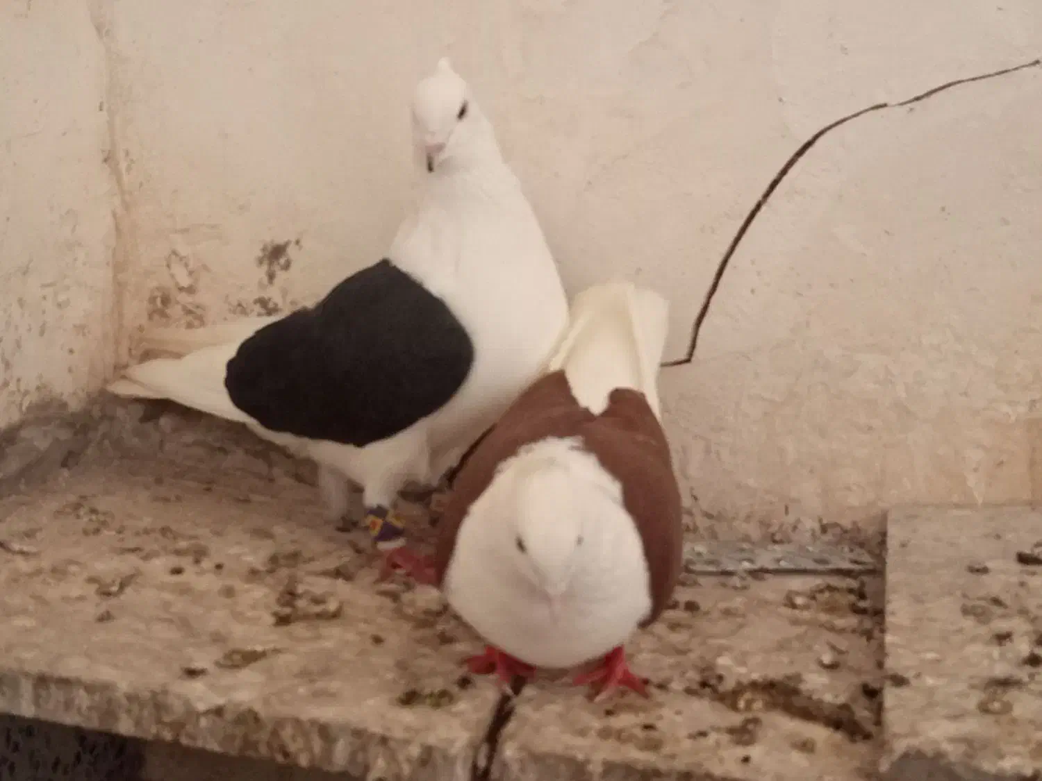 جفت دوکت|پرنده|شادگان, |دیوار