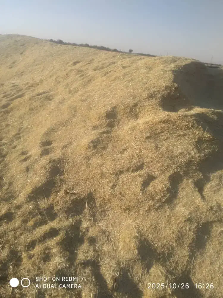 گاه دیم 30تن|لوازم جانبی حیوانات|کبودرآهنگ, |دیوار