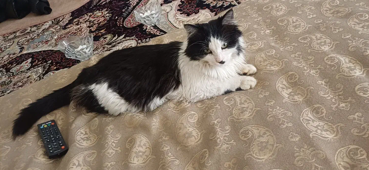 وگذاری گربه|گربه|میانه, |دیوار