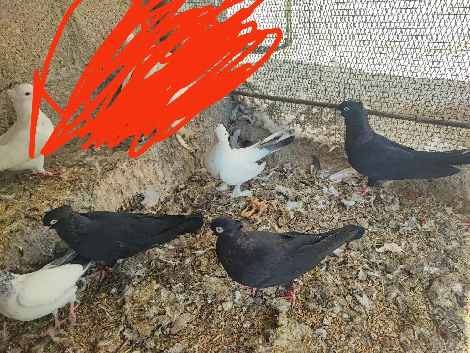 کبوتر|پرنده|عسلویه, |دیوار