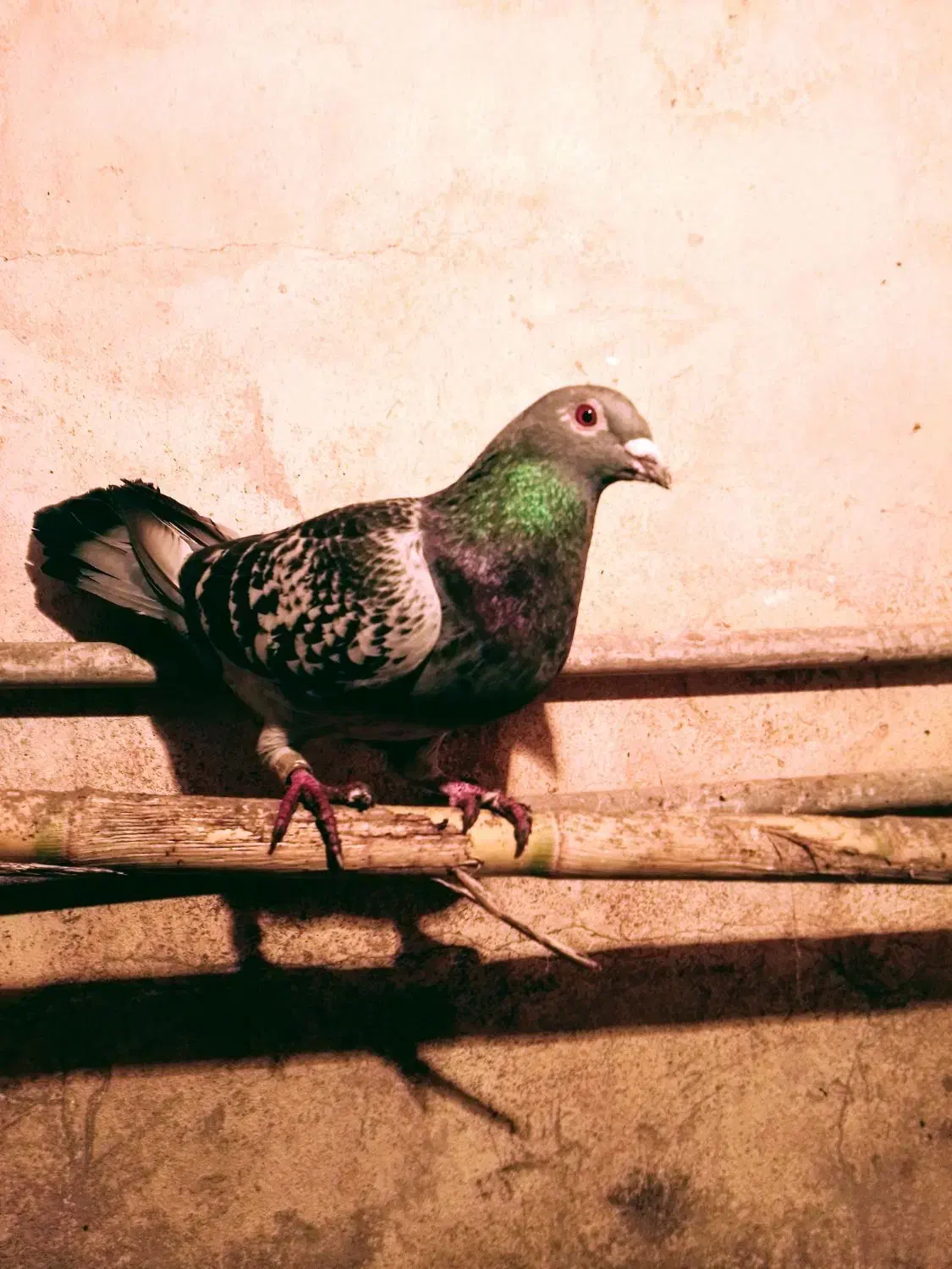 کبوتر|پرنده|تاتار علیا, |دیوار