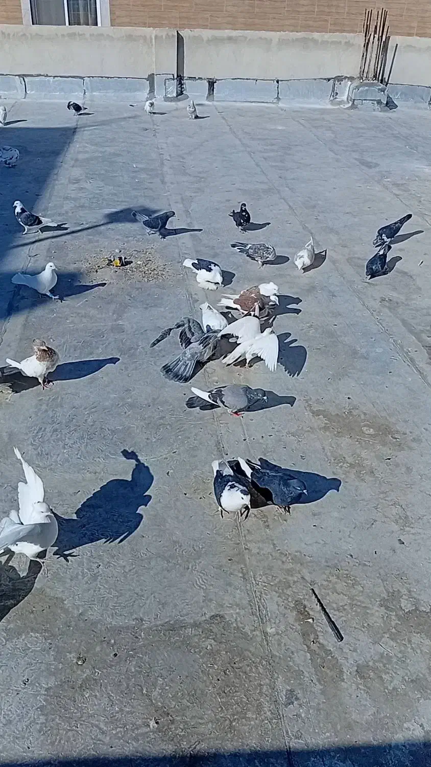 ۳۵ عدد کبوتر خوب|پرنده|سمنان, |دیوار