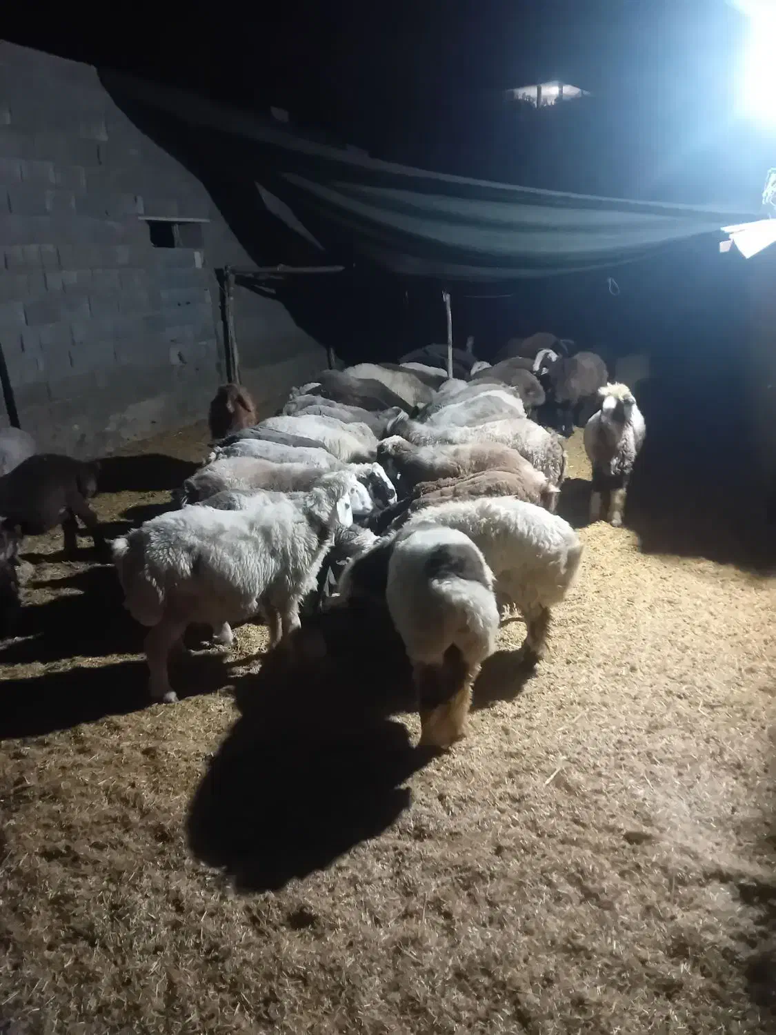 بره چاق ترکی|حیوانات مزرعه|آباده, |دیوار