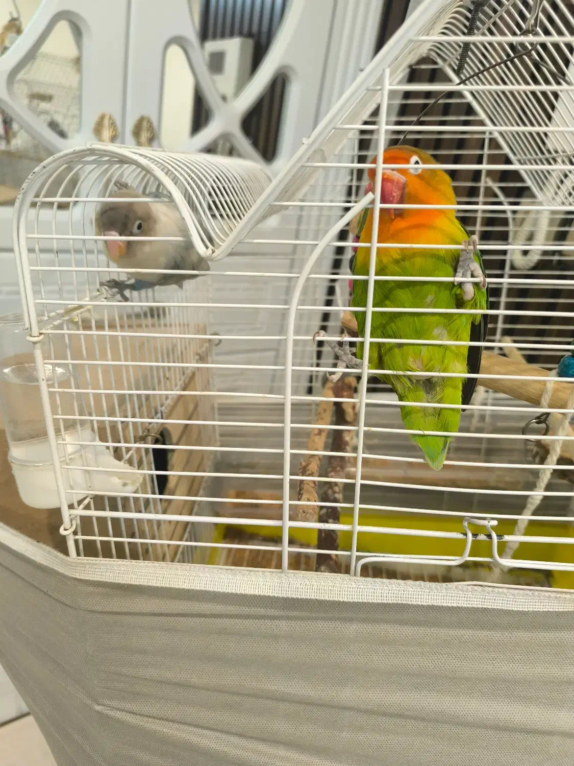 طوطی برزیلی جفت|پرنده|فردیس, فردیس|دیوار