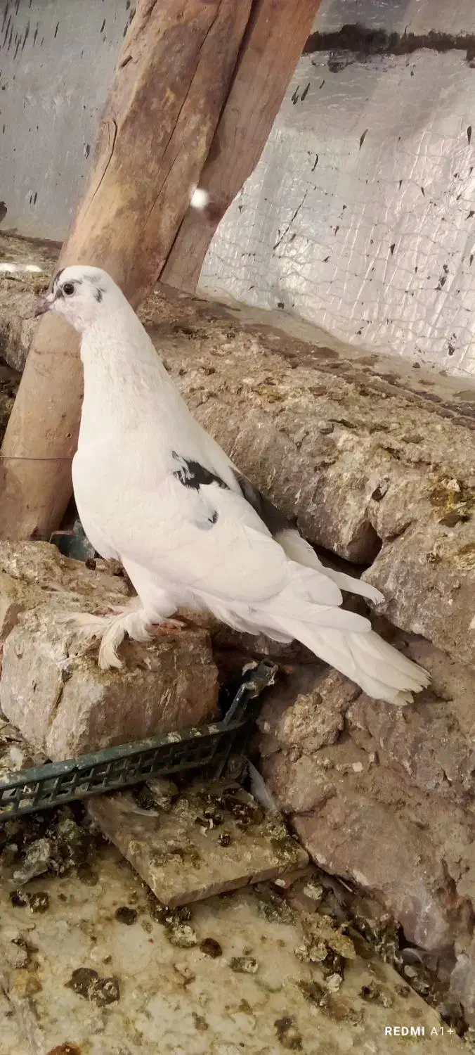 کبوتر سسلی ماده|پرنده|ارومیه, |دیوار