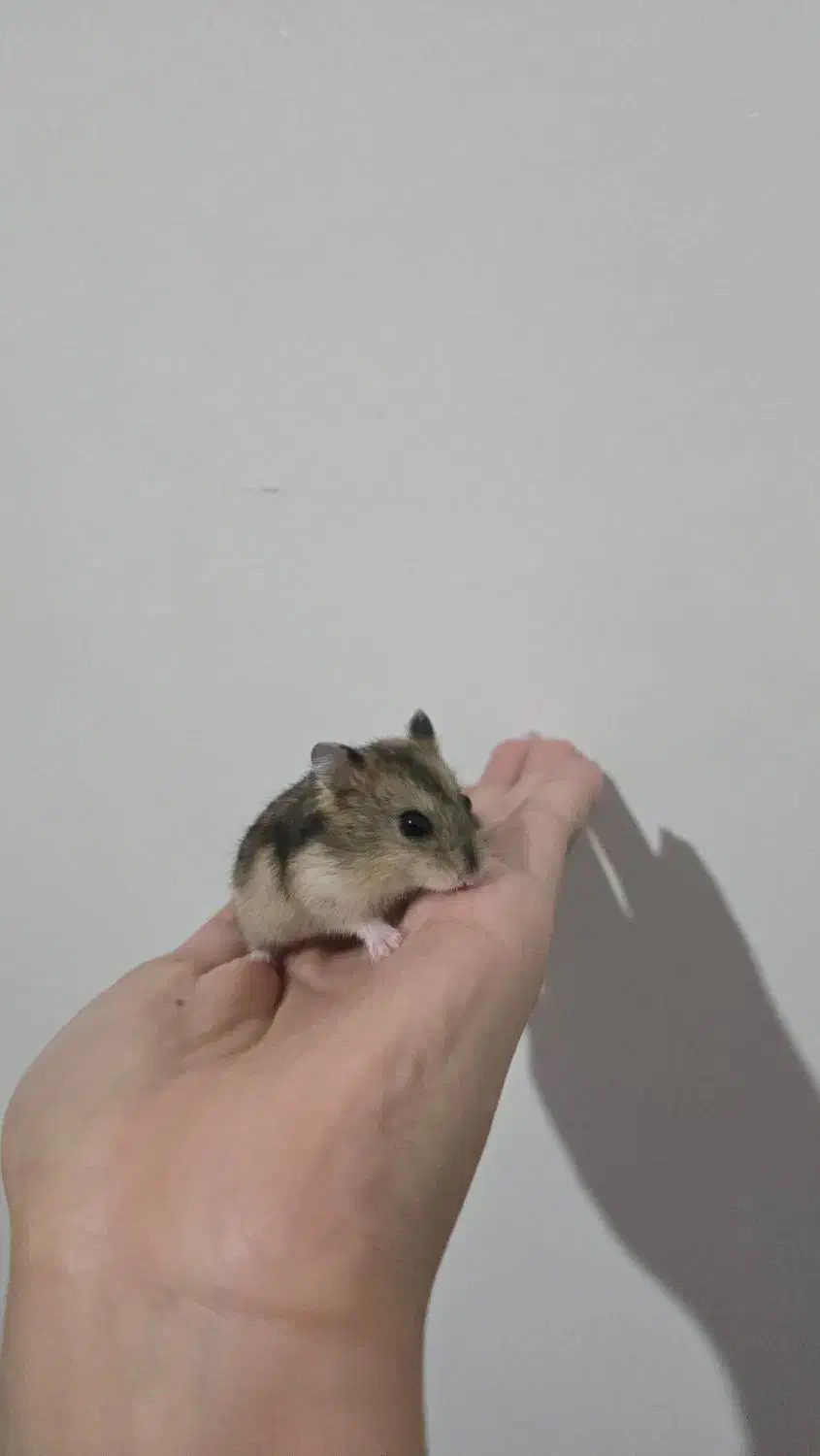 فروش همستر کمپل|موش و خرگوش|تهران, گرگان|دیوار