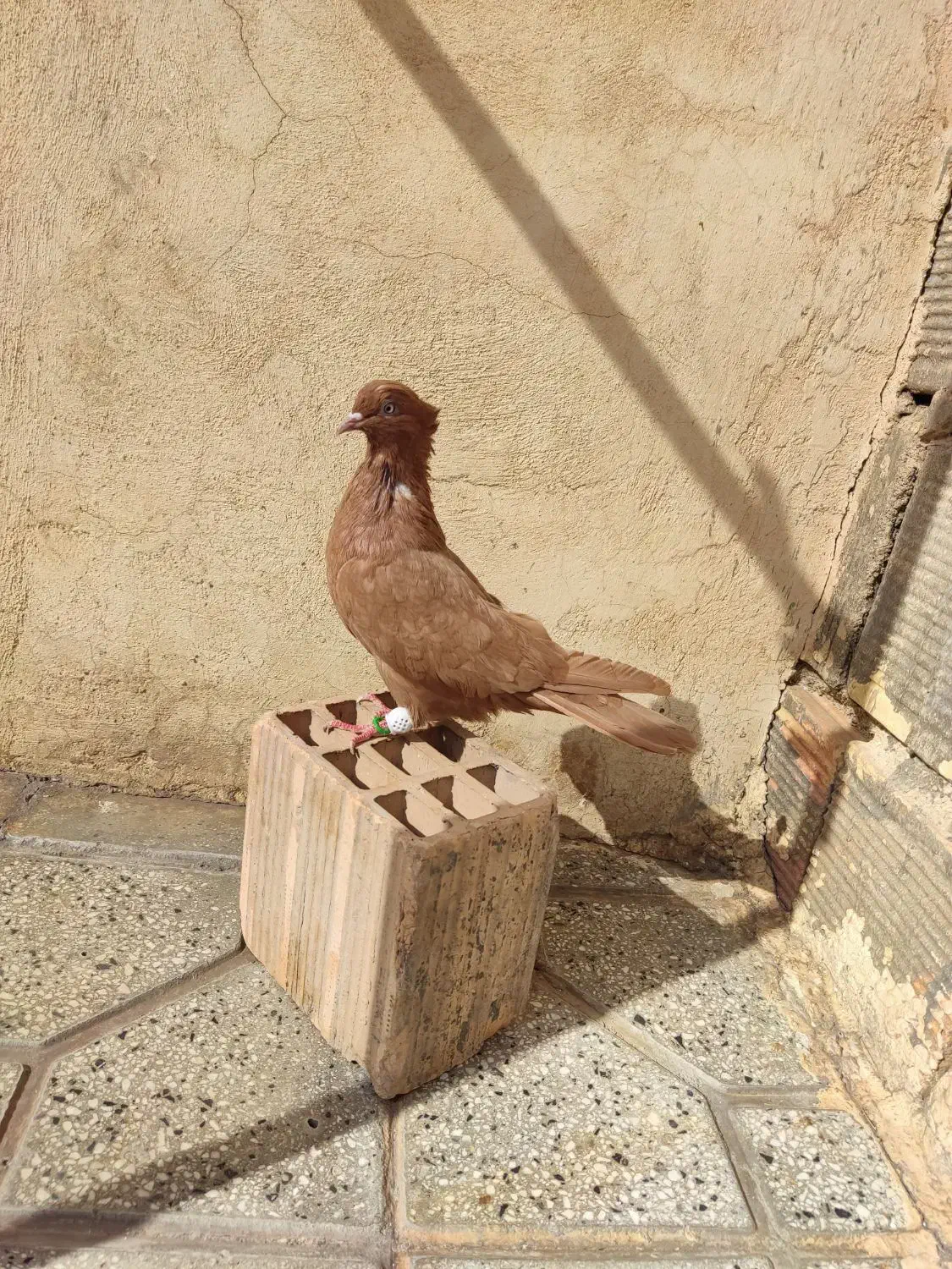 ماده زرد آنتیک|پرنده|بروجرد, |دیوار