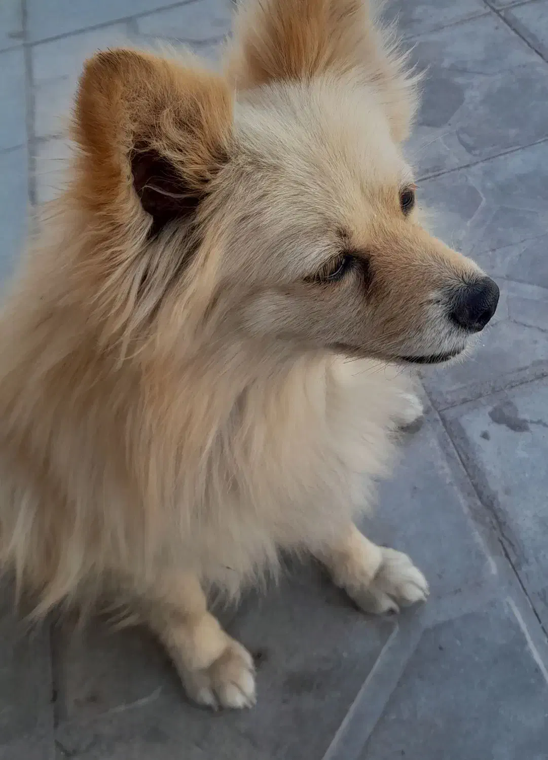 سگ‌گمشده|حیوانات|جیرفت, |دیوار