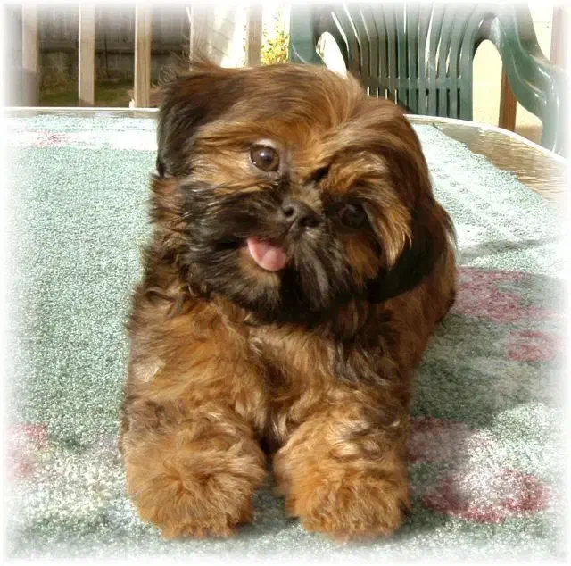 سگ آپارتمان خانگی|سگ|تهران, جوادیه تهرانپارس|دیوار