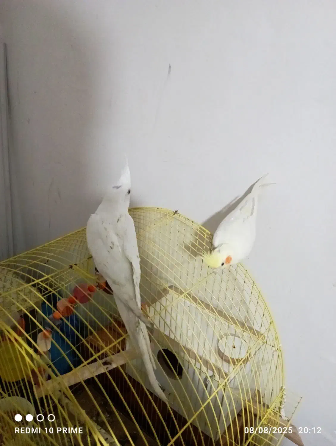 البینو نر فول دستی|پرنده|میاندوآب, |دیوار