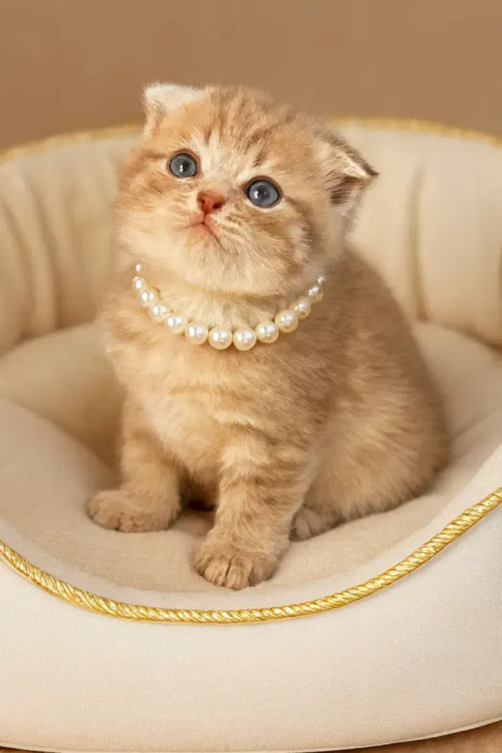 اسکاتیش|گربه|رشت, منظریه|دیوار