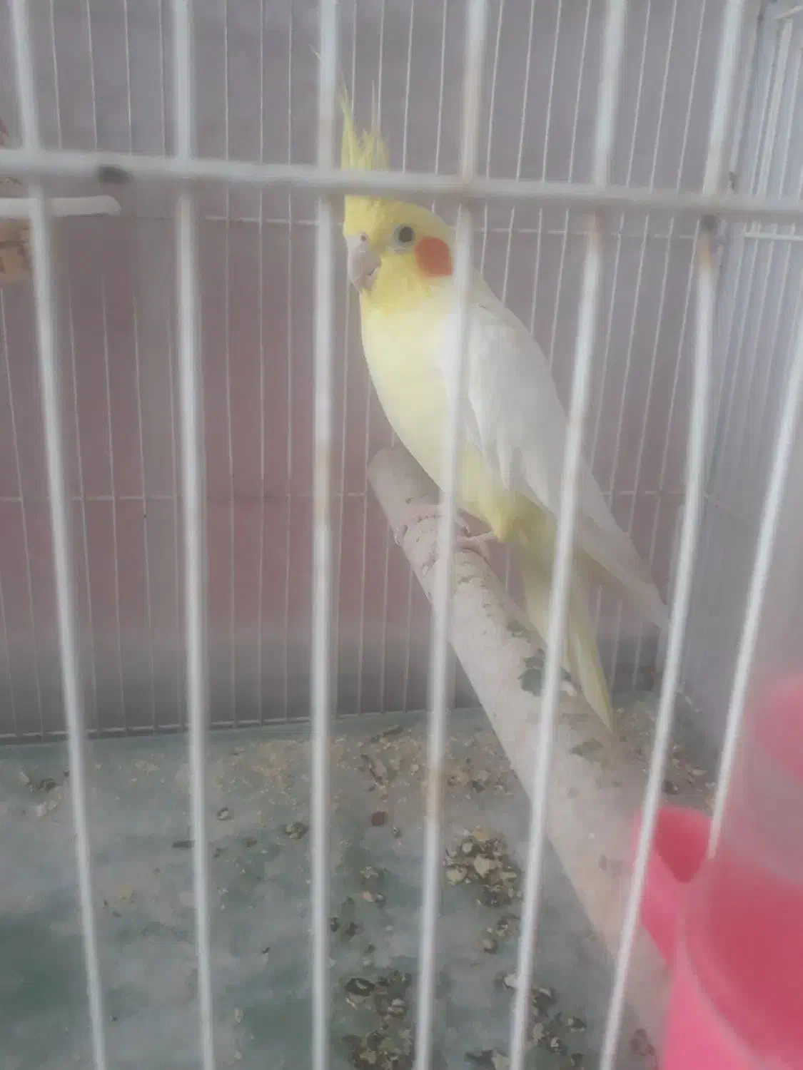 عروس هلندی|پرنده|تربتحیدریه, حسنی بالا|دیوار