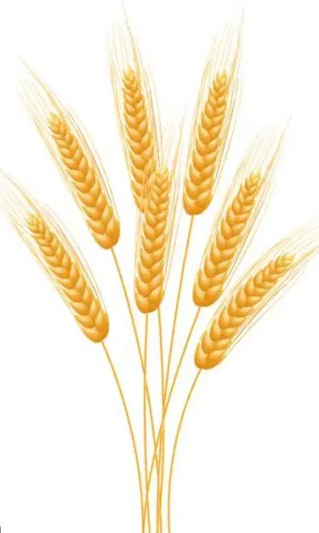 گندم و حبوبات|عمدهفروشی|کیار, |دیوار