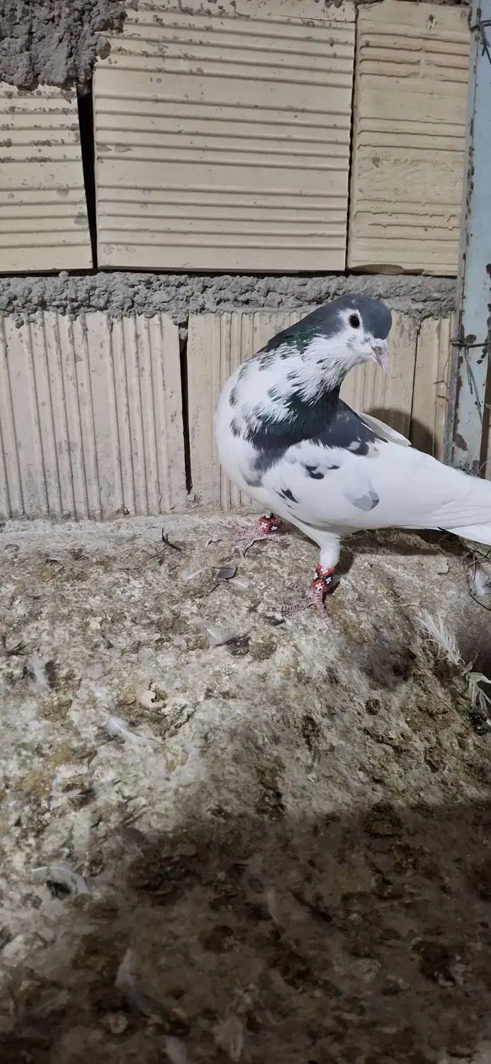 یال گل دار|پرنده|استهبان, |دیوار