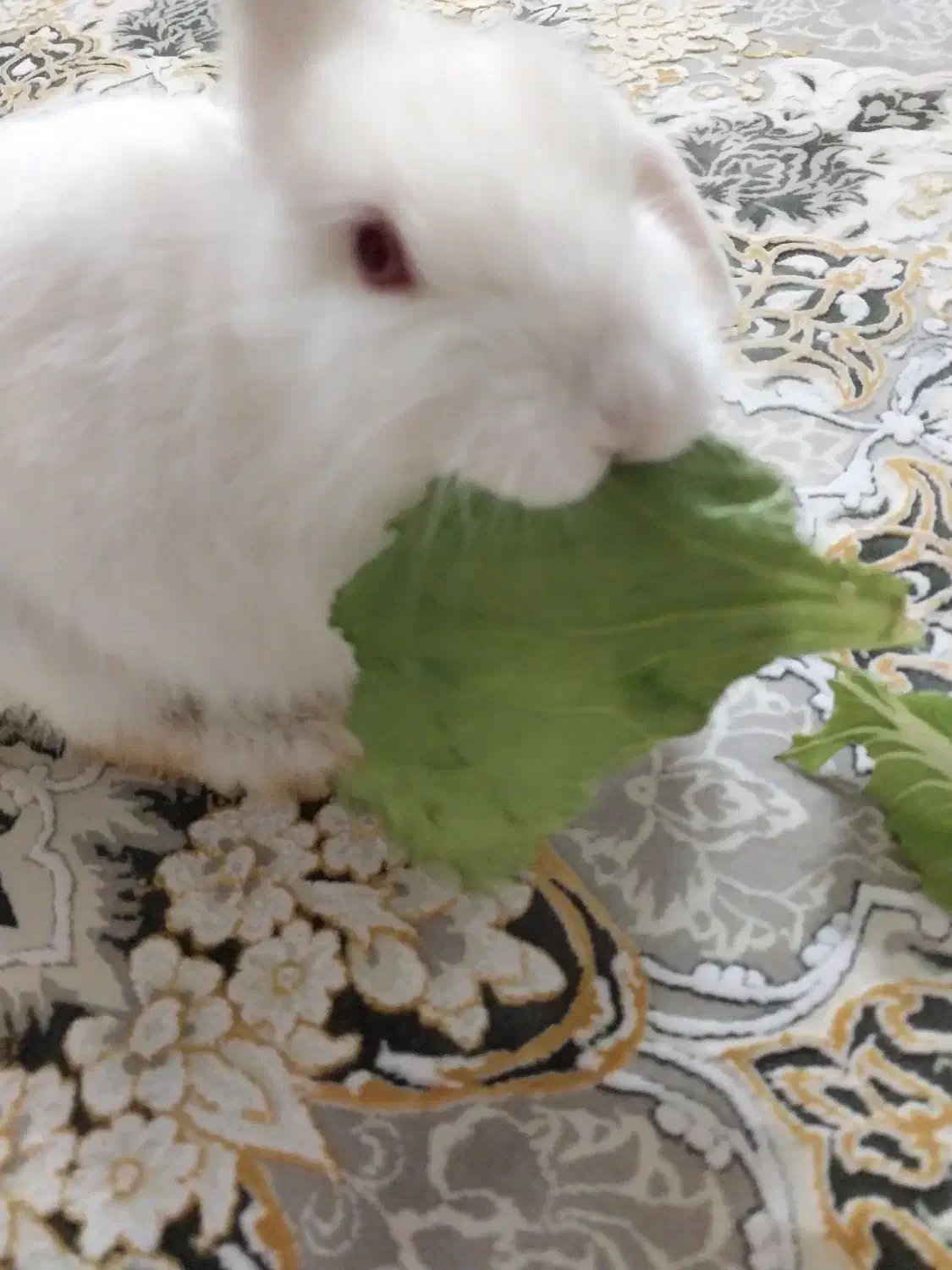 خرگوش|موش و خرگوش|قم, پردیسان|دیوار