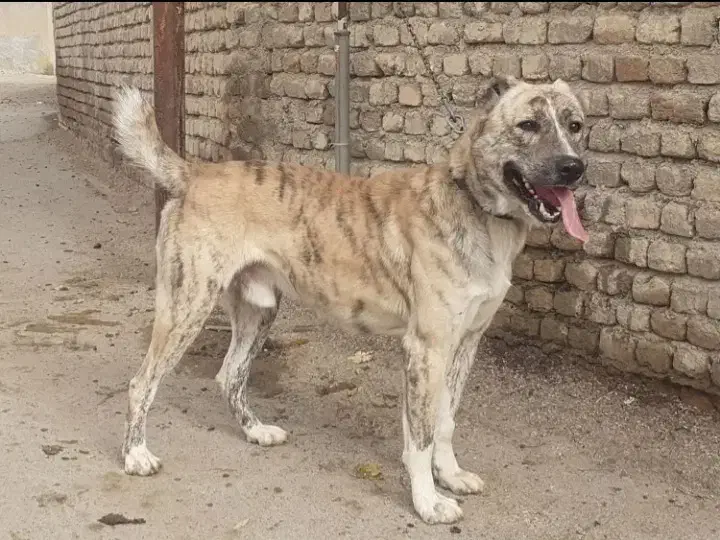 سگ خراسانی|سگ|بروجرد, |دیوار