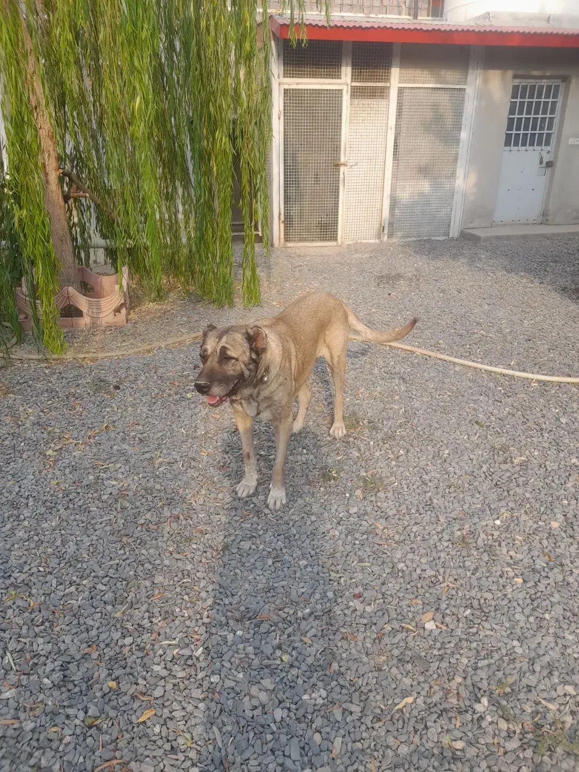 سگ سرابی|سگ|اراک, |دیوار