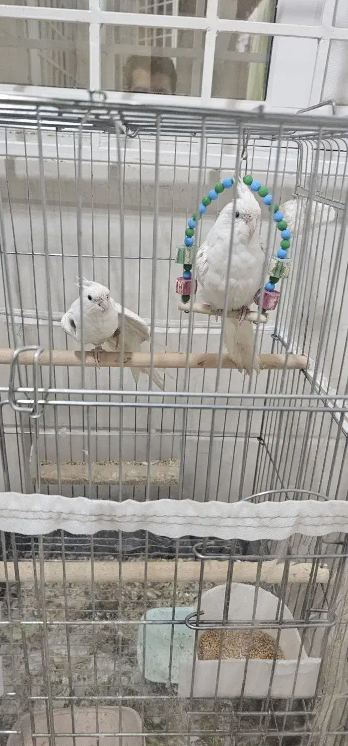 عروس هلندی تازه دونخور شده|پرنده|بندر کنگان, |دیوار