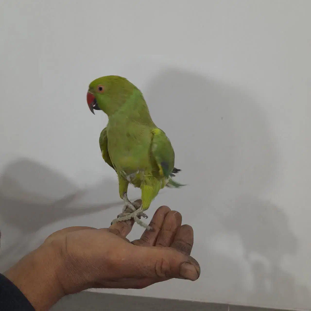 سلام طوطی دستی|پرنده|نجف‌آباد, ویلاشهر|دیوار