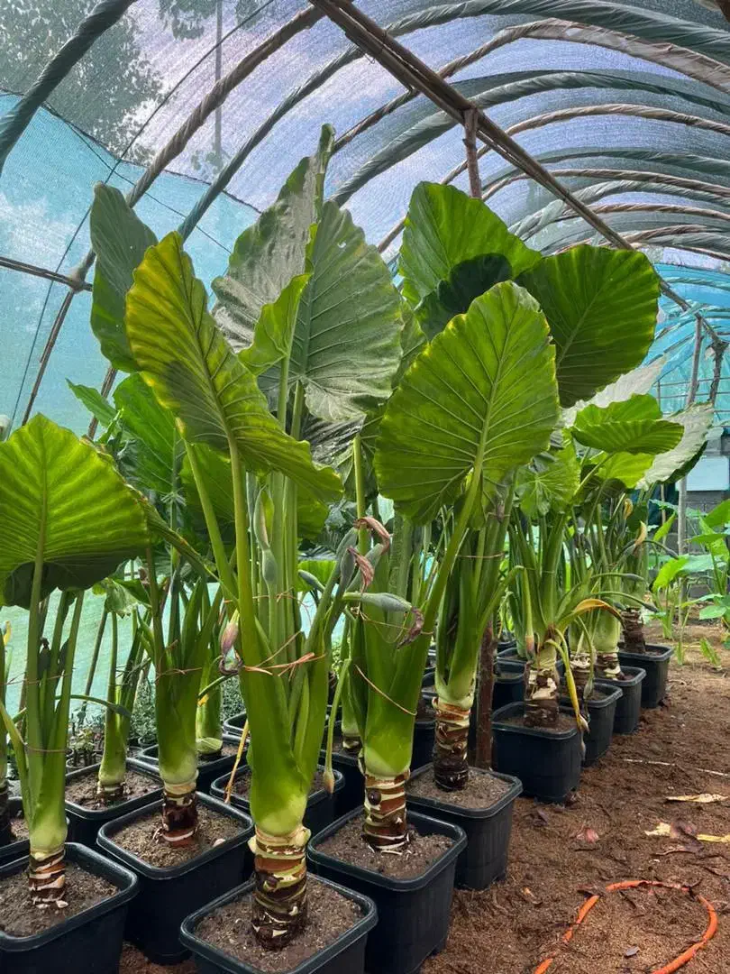 فروش ویژه بابا آدم با کیفیت عالی|گل و گیاه طبیعی|خشکبیجار, |دیوار