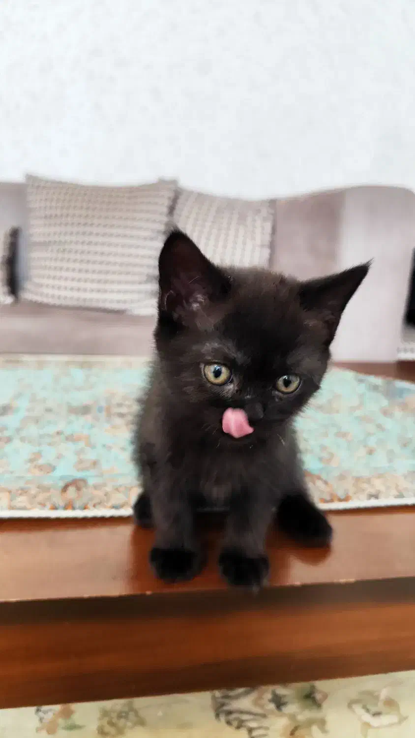 بچه گربه بریتیش|گربه|اندیشه, اندیشه فاز ۱|دیوار