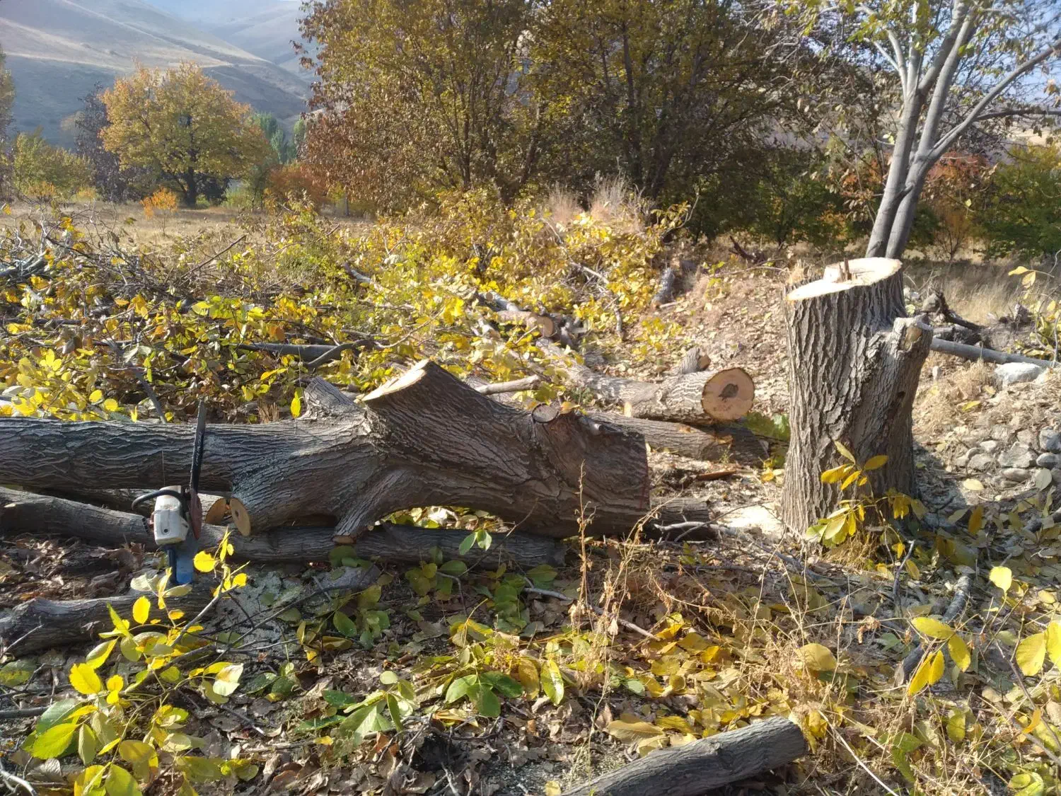 خریدار چوب.  درخت|خدمات باغبانی و درختکاری|شاهین دژ, |دیوار