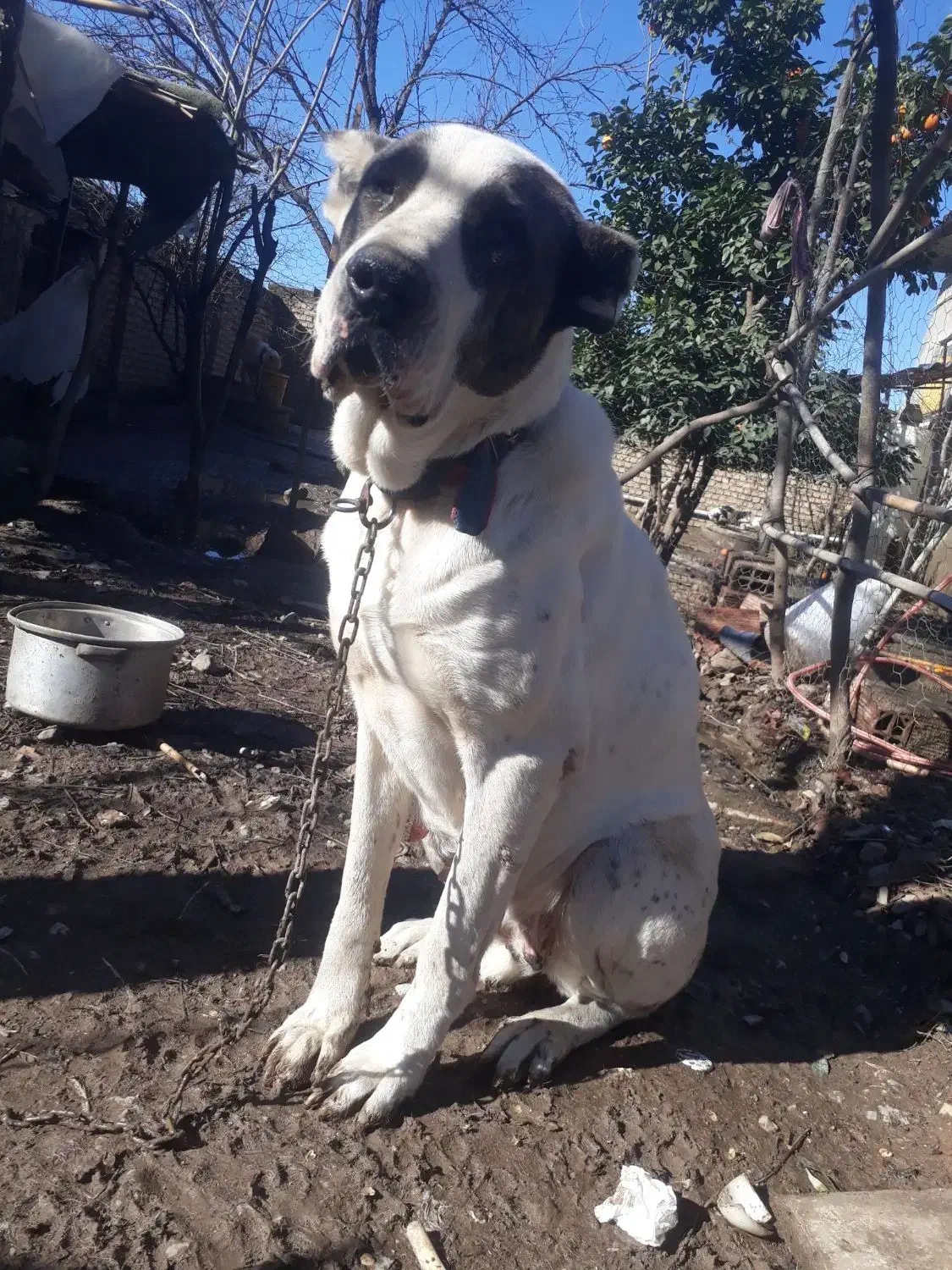 ماده آلابای اصیل.واگذاری|سگ|خان ببین, |دیوار