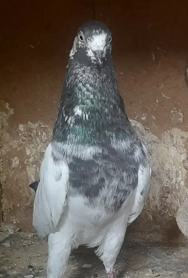 کبوتر|پرنده|رشت, جانبازان|دیوار