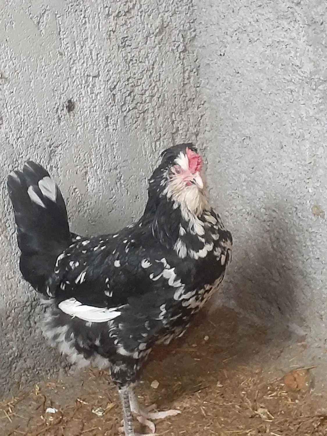 تخم مرغ گلین|حیوانات مزرعه|دهگلان, |دیوار