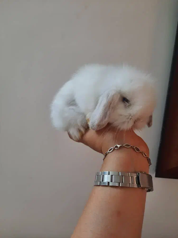 خرگوش لوپ عروسکی|موش و خرگوش|بابل, |دیوار