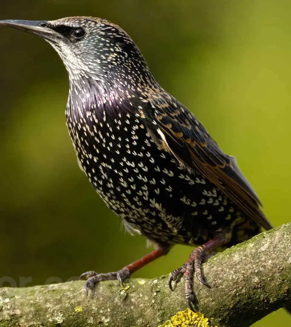 مینا|پرنده|مشهد, شهرک امام هادی (شهرک غرب)|دیوار