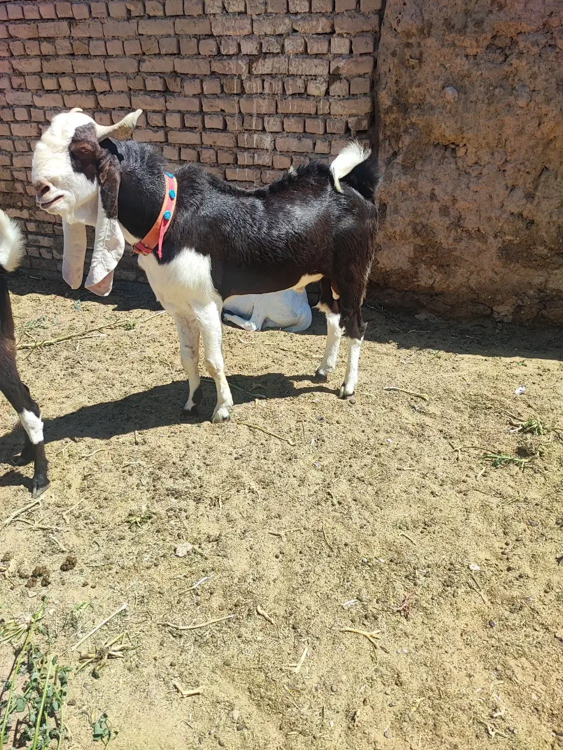 نربز اصیل درشت و قواره دار فروشی|حیوانات مزرعه|نصر آباد, |دیوار