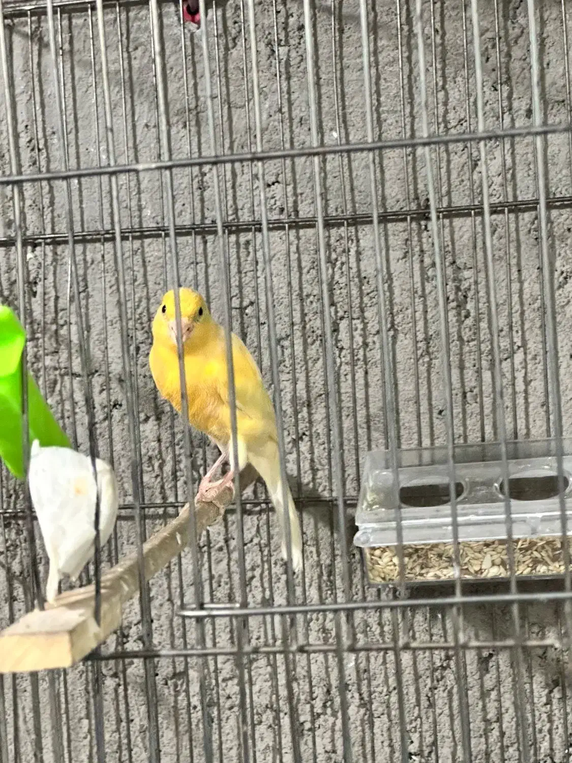 قناری نر|پرنده|آذرشهر, |دیوار