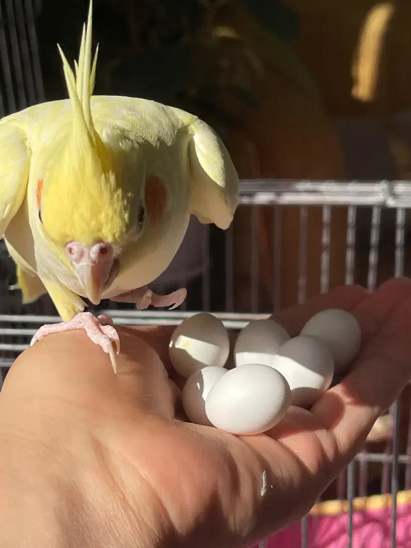 سه عدد عروس هلندی  فروشی|پرنده|دماوند, گیلاوند|دیوار