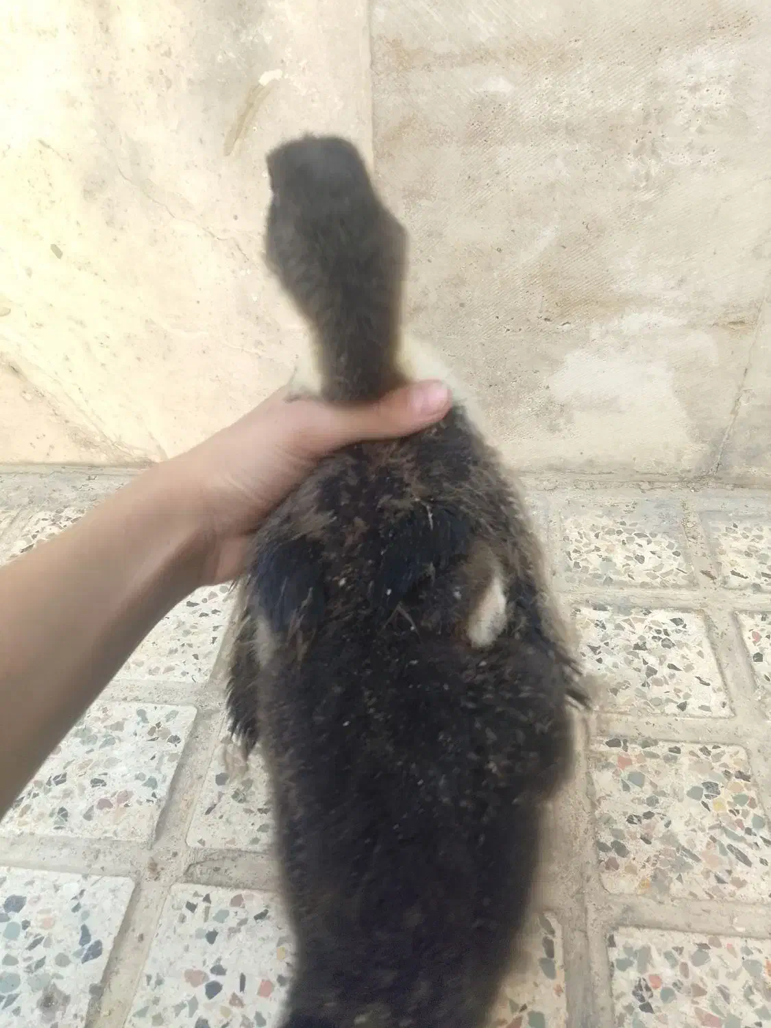 اردک|حیوانات مزرعه|اسلام‌شهر, شهرک مهدیه|دیوار