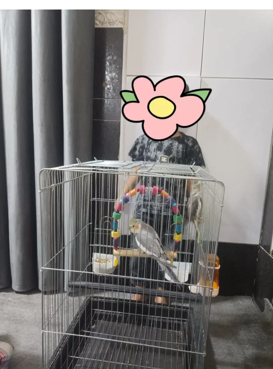 یک جفت جوجه هلندی بالغ گل باقالی|پرنده|رودان, |دیوار