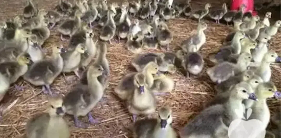 جوجه غاز|حیوانات مزرعه|رباطکریم, رباطکریم|دیوار