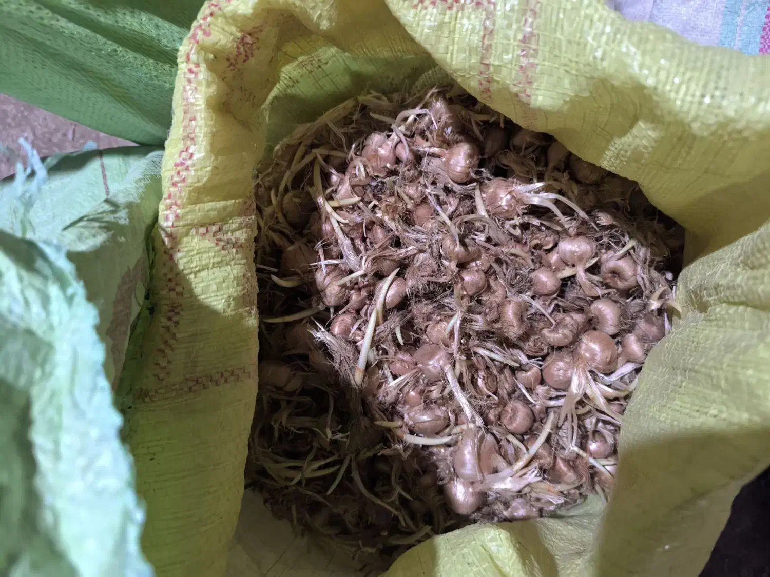 پیاز زعفران پاک شده فروشی|گل و گیاه طبیعی|سده (خراسان جنوبی), |دیوار