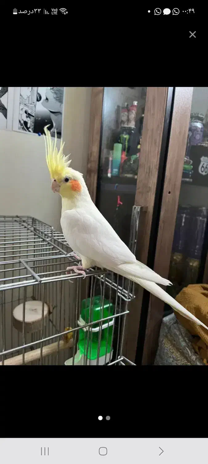 عروس هلندی پیدا شده|حیوانات|خرمآباد, |دیوار