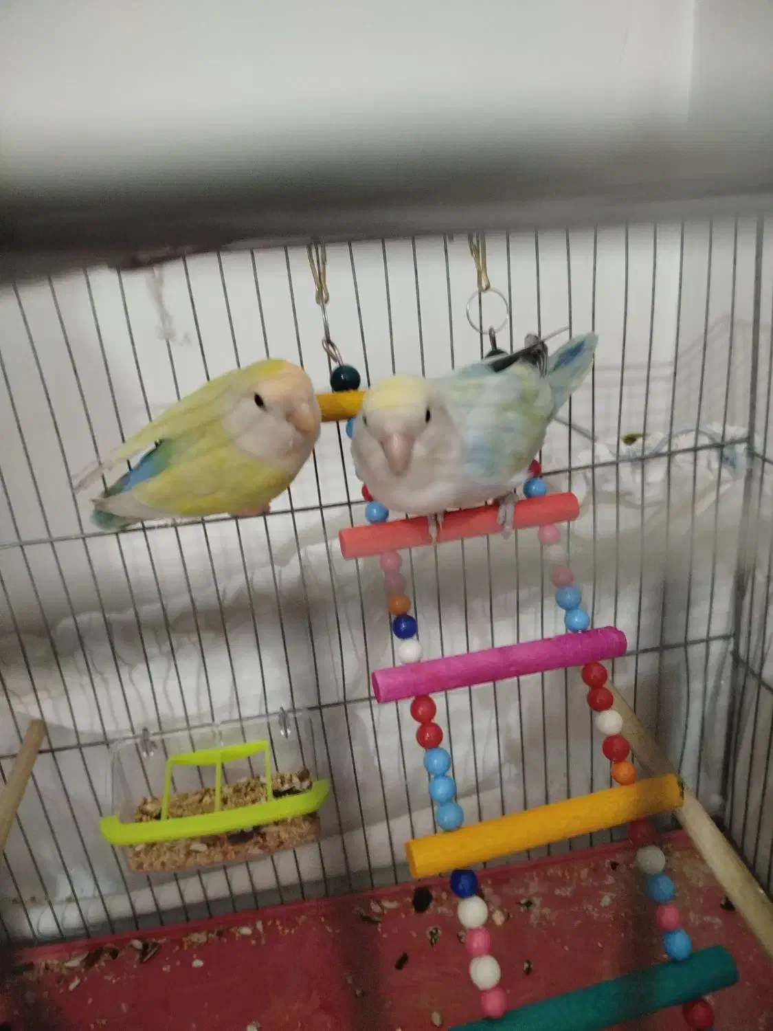 جفت طوطی برزیلی|پرنده|ارومیه, |دیوار