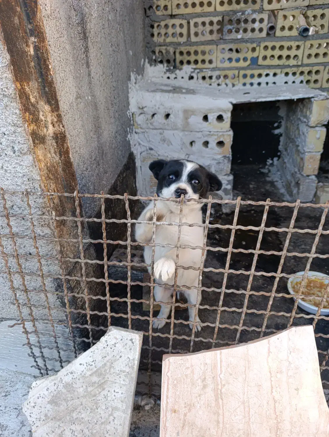 سگ پاکوتاه|سگ|مشهد, پورسینا|دیوار