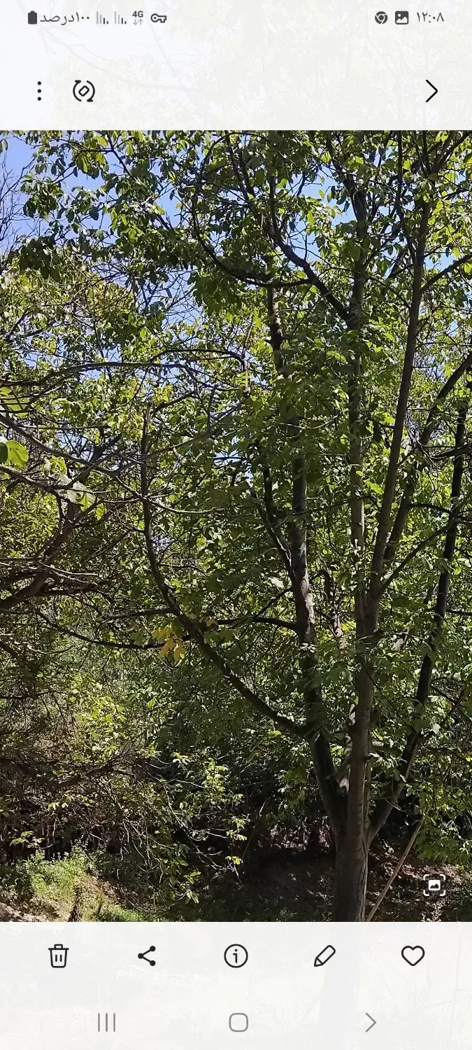 باغ کشاورزی|فروش زمین و ملک کلنگی|شهمیرزاد, |دیوار